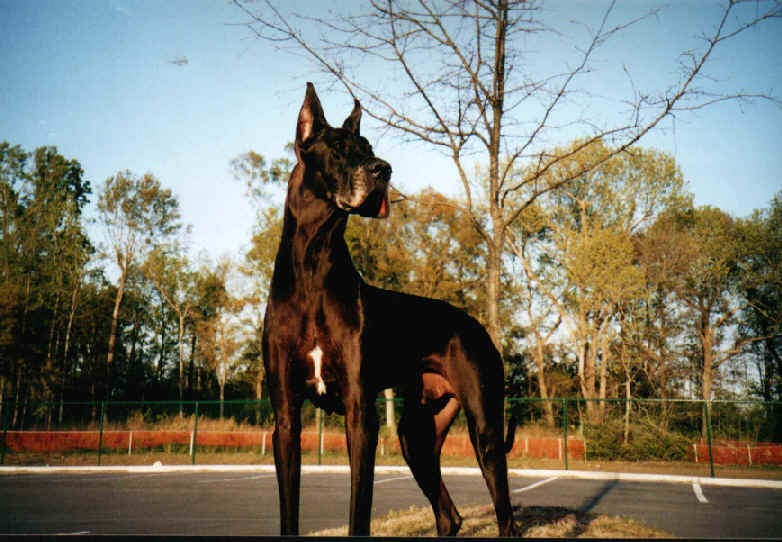Traci’s Great Dane, Dante.