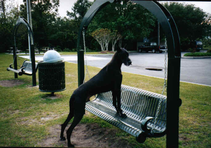 Traci’s Great Dane, Dante.