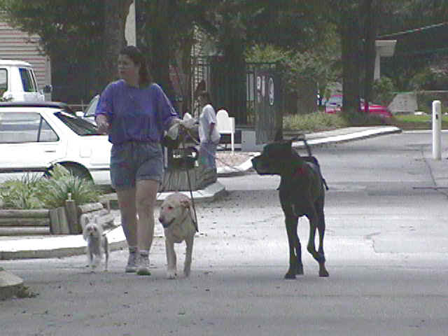 Traci walking Dante, Buca, and Kyra.